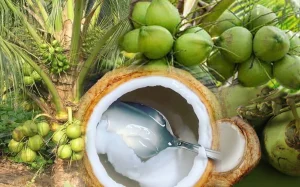 RI Mendadak Krisis Kelapa