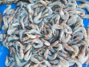 Ambisi KKP Bikin RI Jadi Raja Udang Dunia
