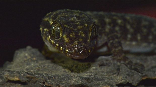 cecak jarilengkung (Cyrtodactylus pecelmadiun)