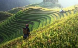 Petani Menjadi Sumber Bagi Negara