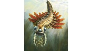 Para ahli baru-baru ini menemukan predator kecil bermata tiga yang dijuluki 'ngengat laut' yang menghuni lautan sekitar 506 juta tahun lalu. (Foto: Dok. Jean-Bernard Caron/Royal Society Open Science)