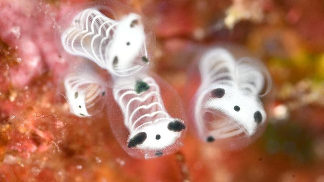 Ahli Temukan Ikan Tengkorak Mirip Panda di Laut